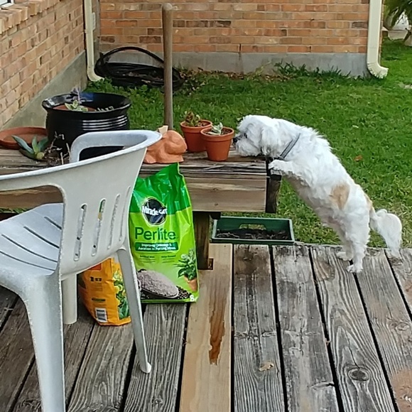 Stop And Smell The Succulents! - Picture 2 of 4